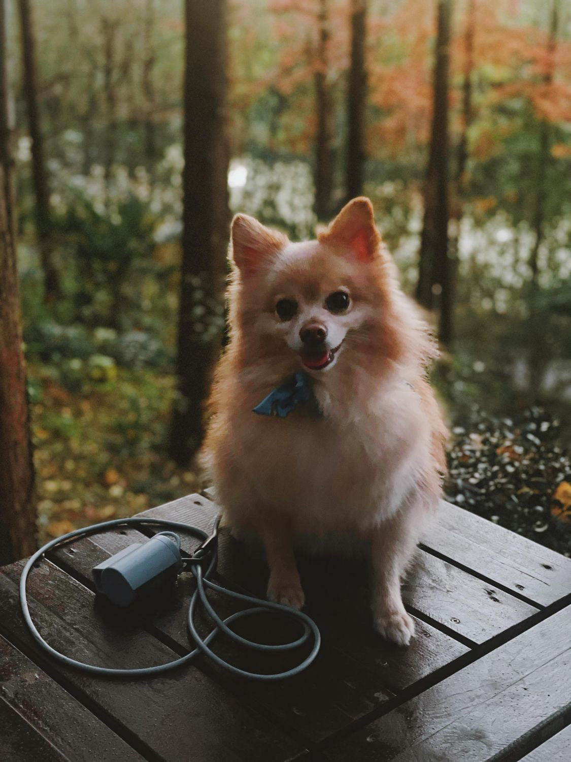 Dog Waste Bag Dispenser – Includes 3 Free Rolls