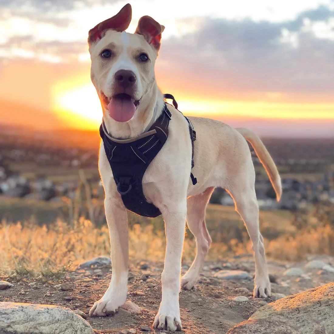 No-Pull Dog Harness – Comfort & Control on Every Walk