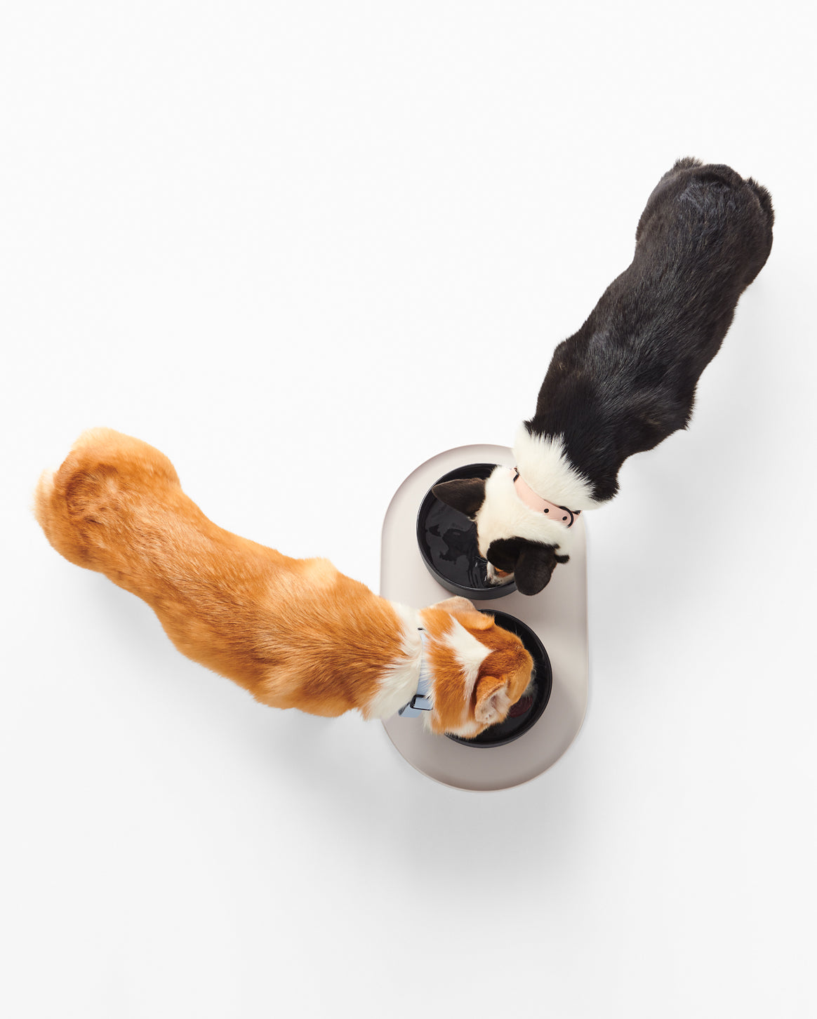 Premium Dog Dining Set – Ceramic Bowl & Silicone Mat