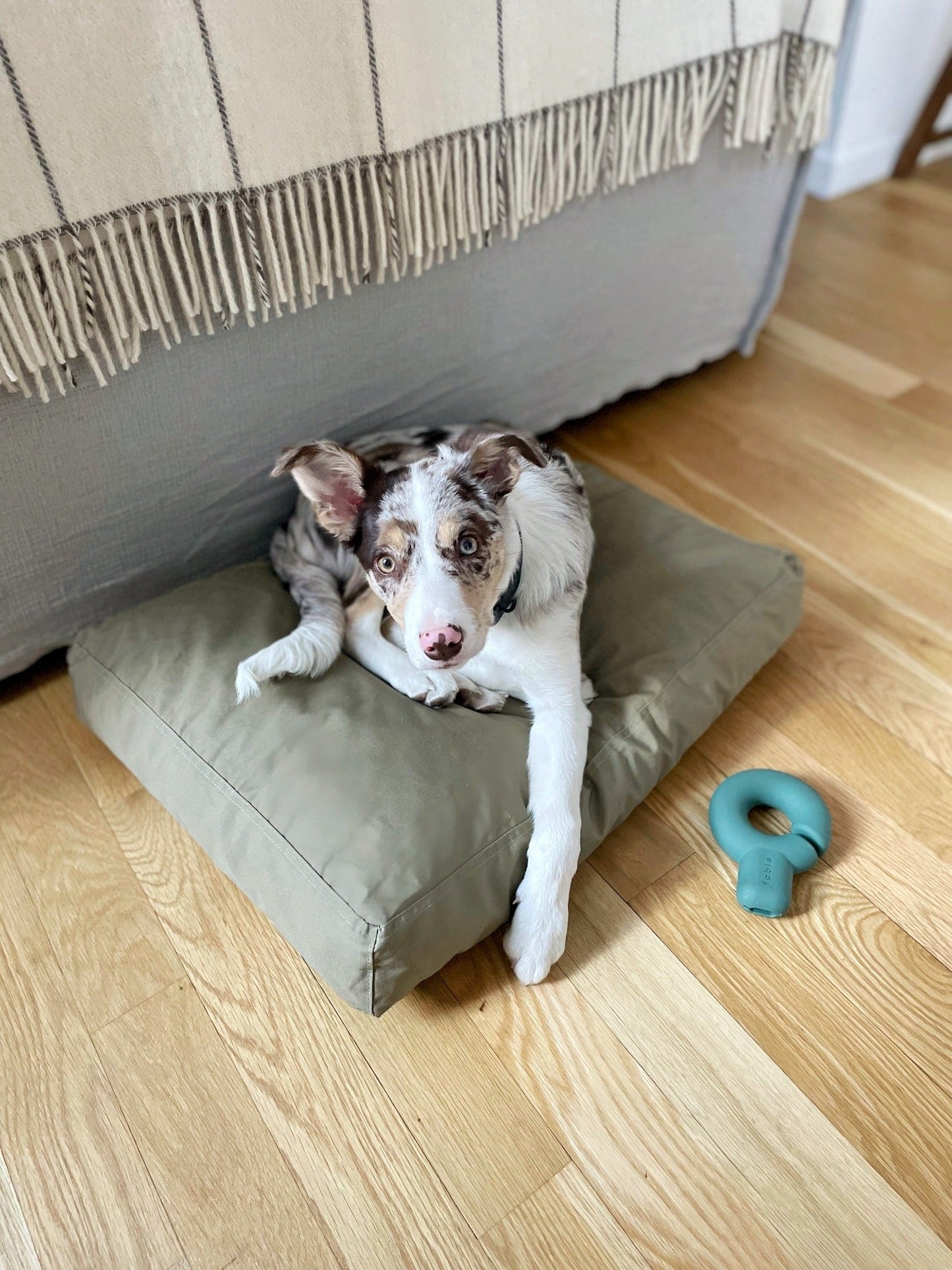 Memory Foam Dog Bed – Orthopedic Comfort