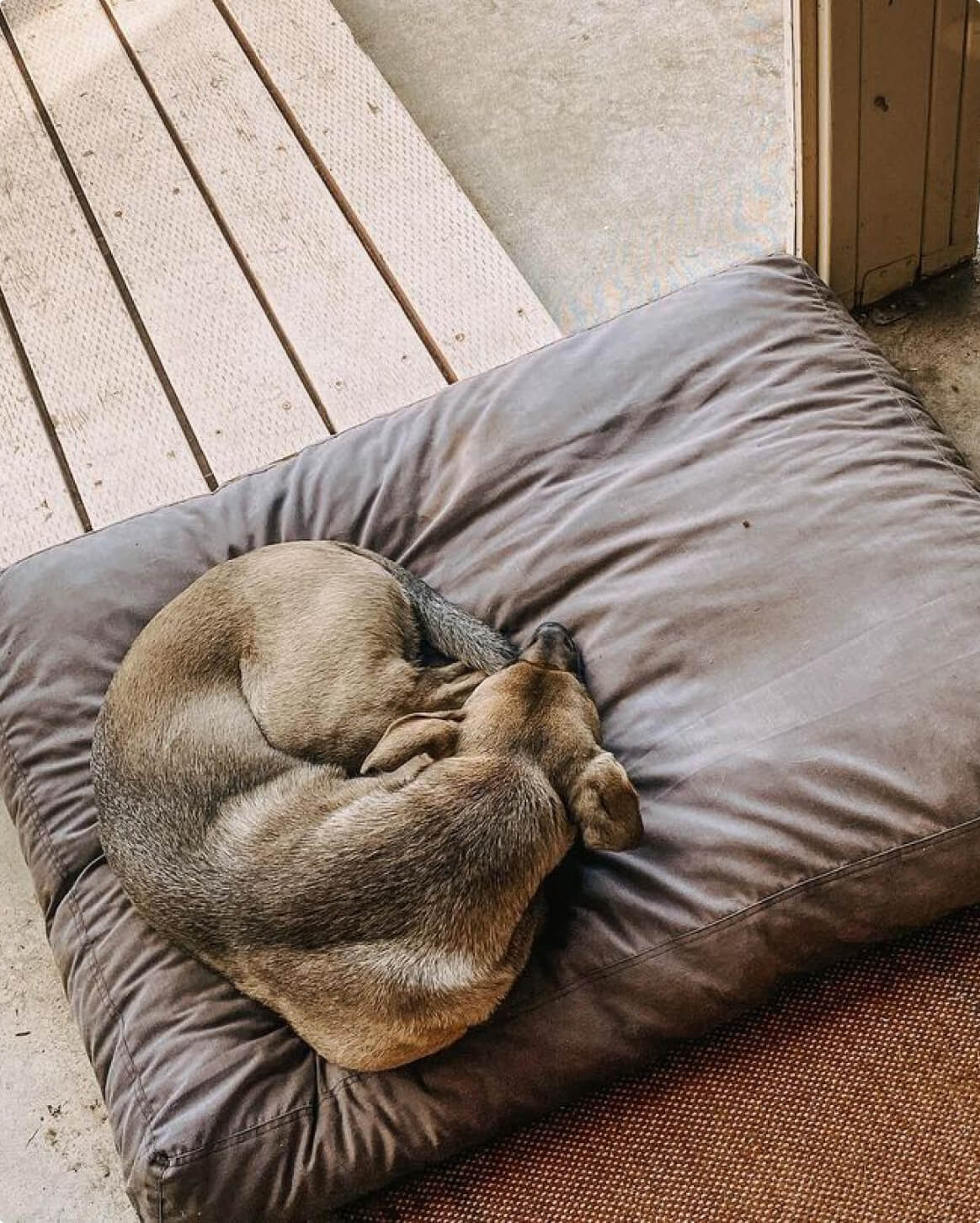 Memory Foam Dog Bed – Orthopedic Comfort