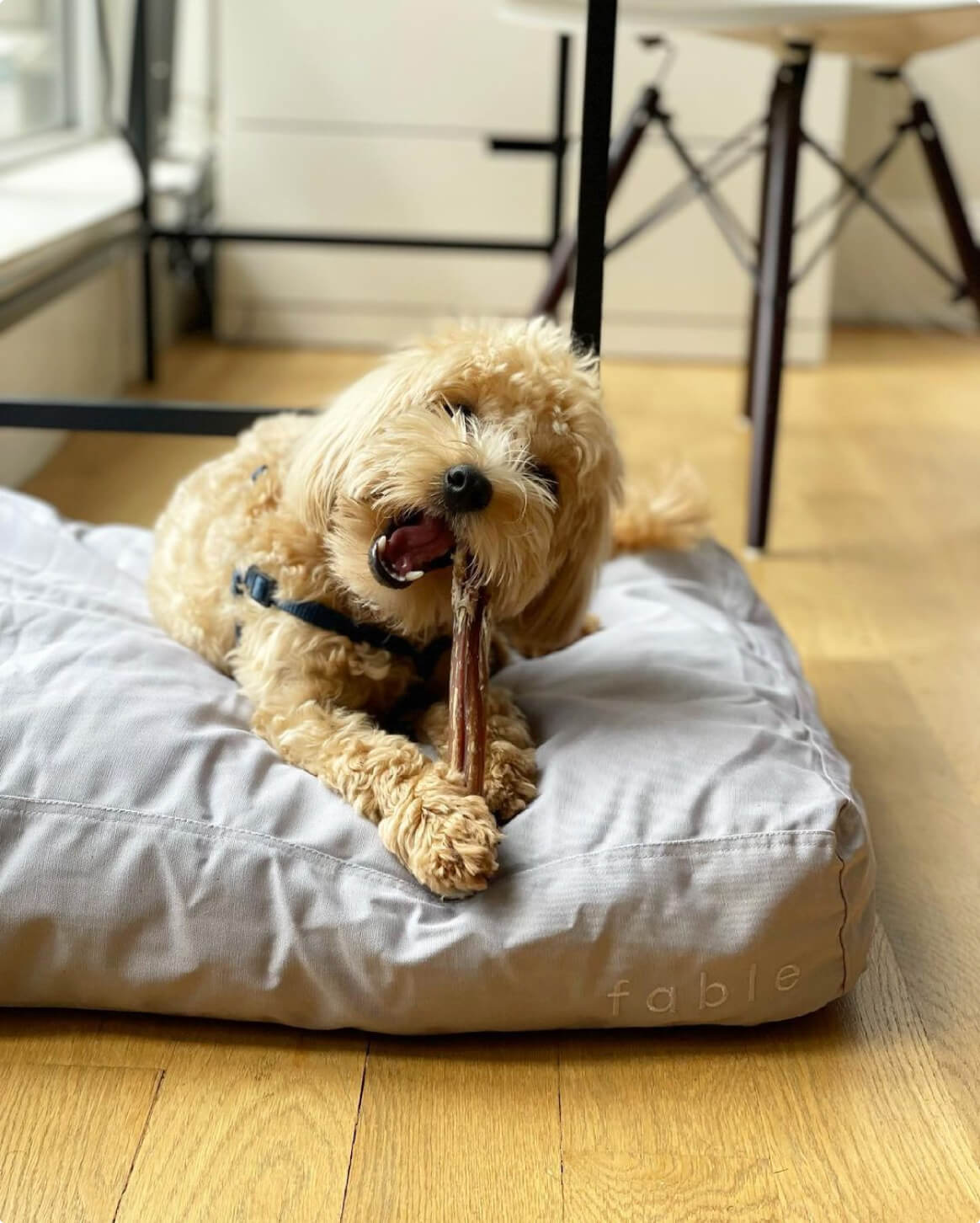 Replacement Dog Bed Cover – Washable & Water-Resistant