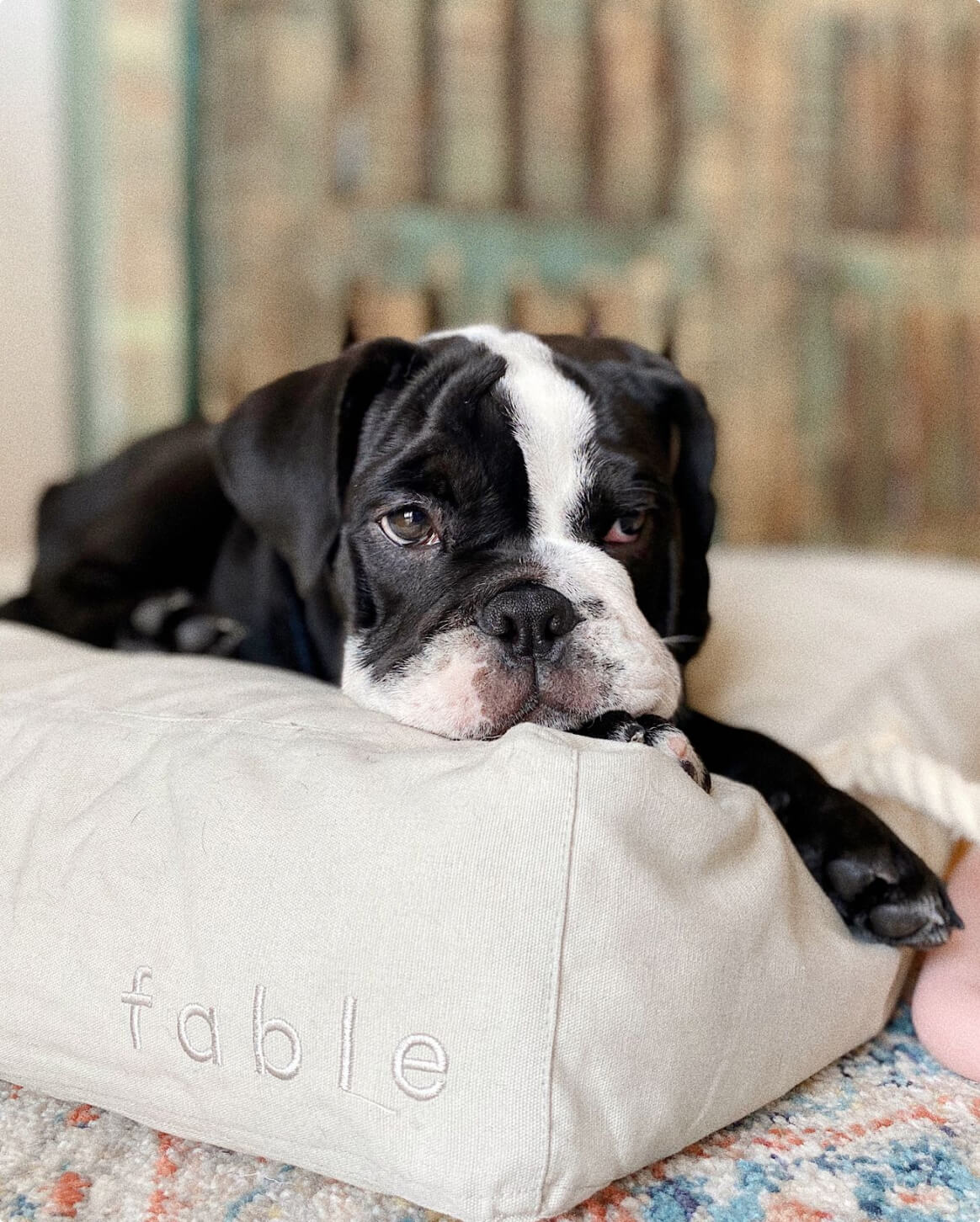 Memory Foam Dog Bed – Orthopedic Comfort
