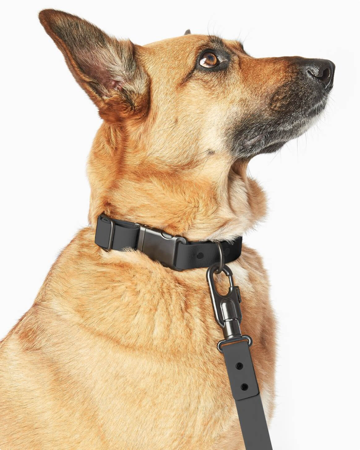 Premium Dog Collar – Lightweight & Durable