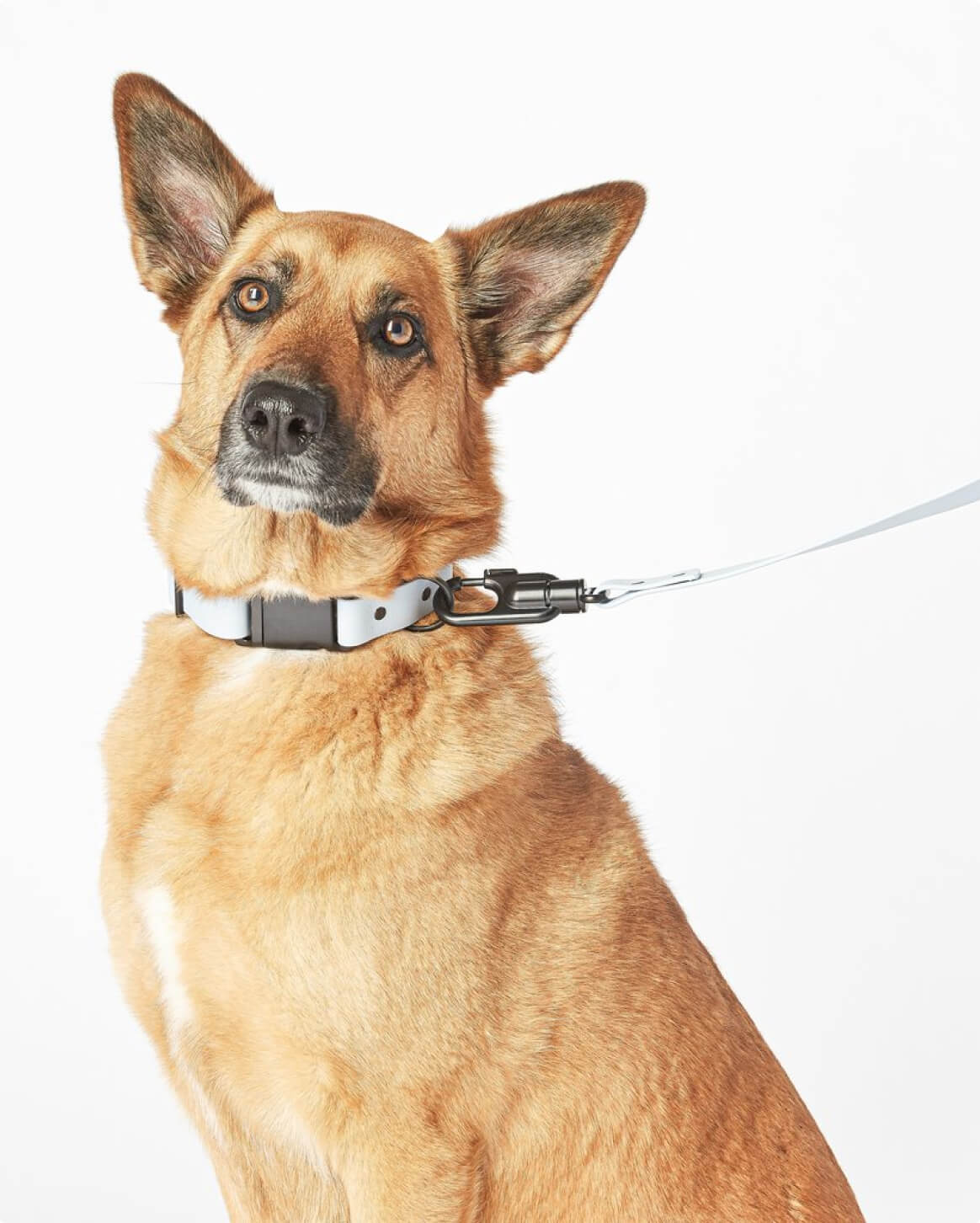 Premium Dog Collar – Lightweight & Durable