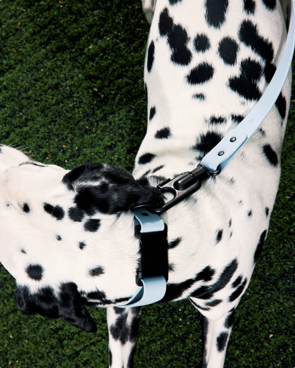 Premium Dog Collar – Lightweight & Durable