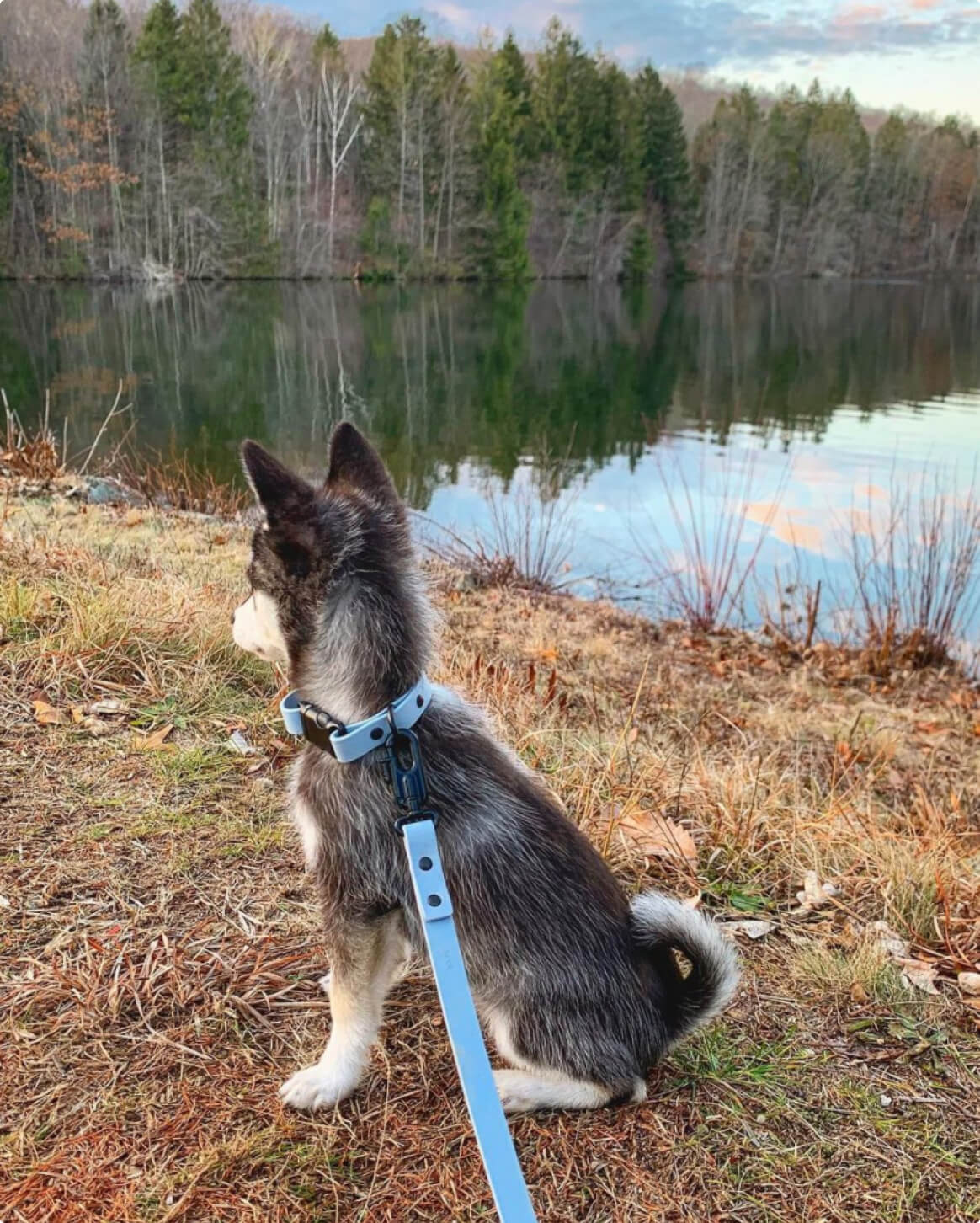 Premium Dog Collar – Lightweight & Durable
