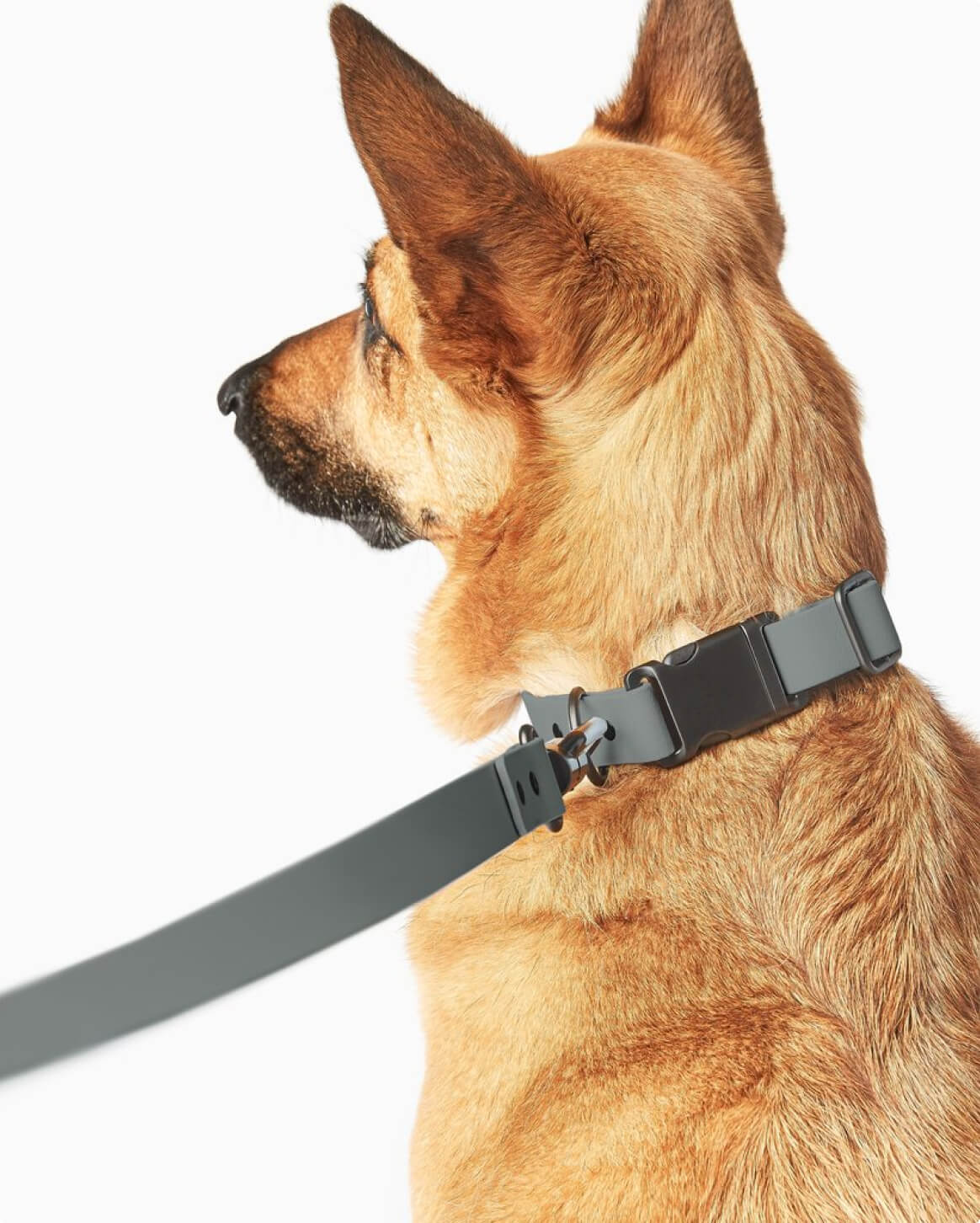 Premium Dog Collar – Lightweight & Durable