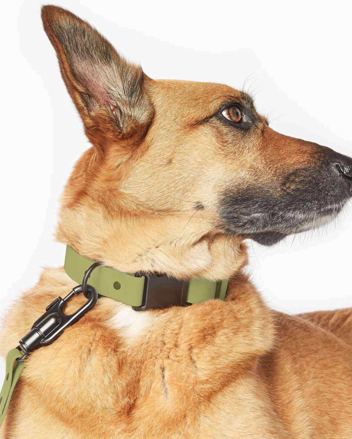 Premium Dog Collar – Lightweight & Durable