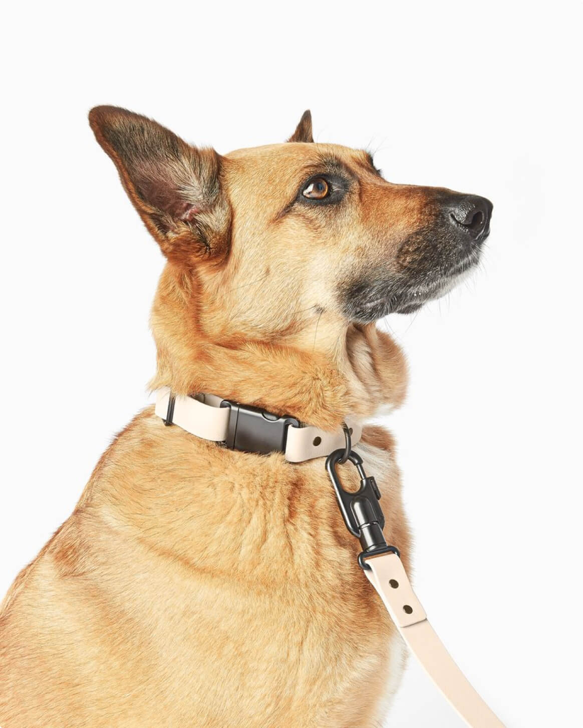Premium Dog Collar – Lightweight & Durable