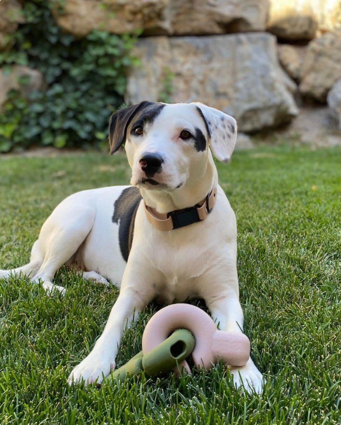 Premium Dog Collar – Lightweight & Durable