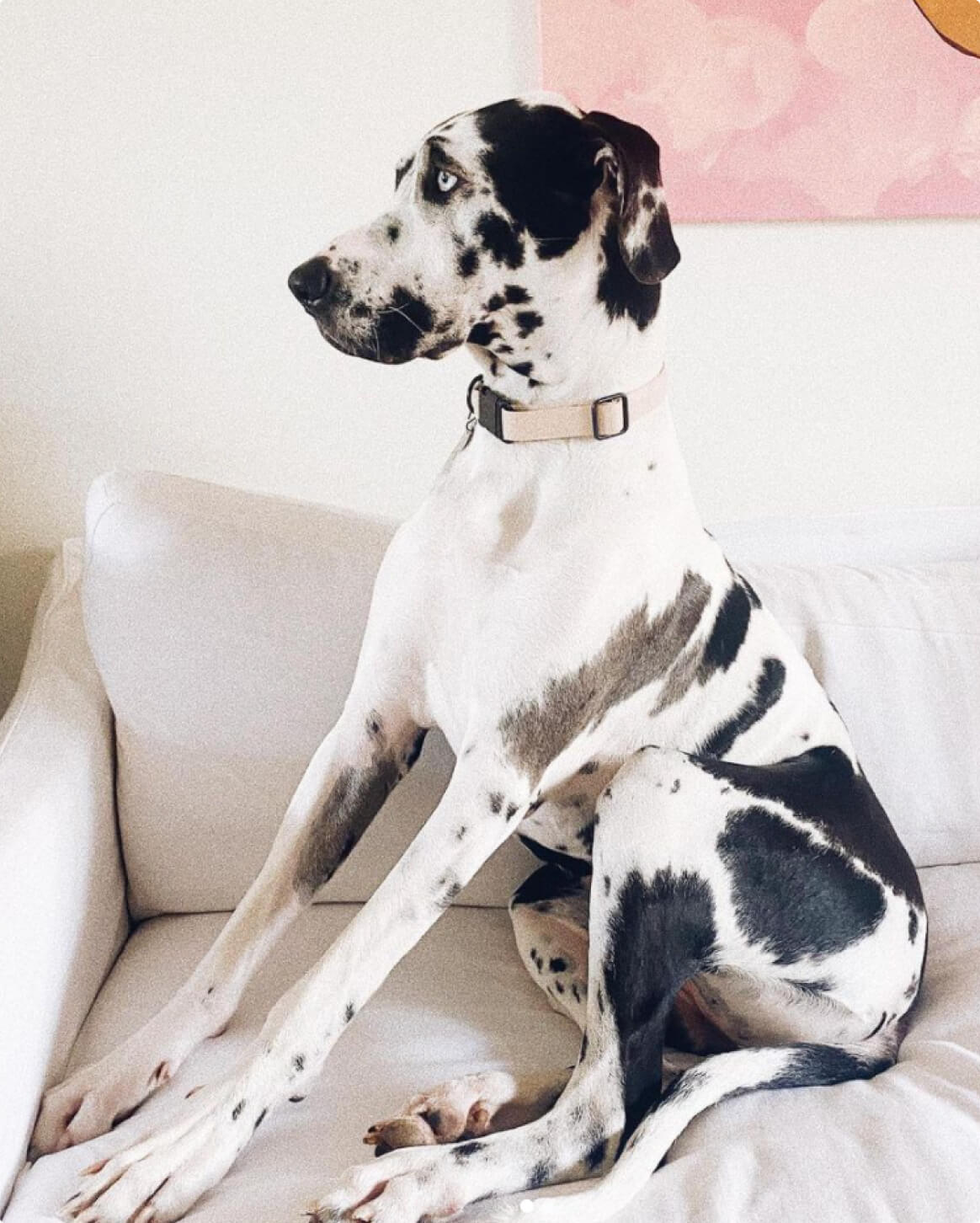 Premium Dog Collar – Lightweight & Durable