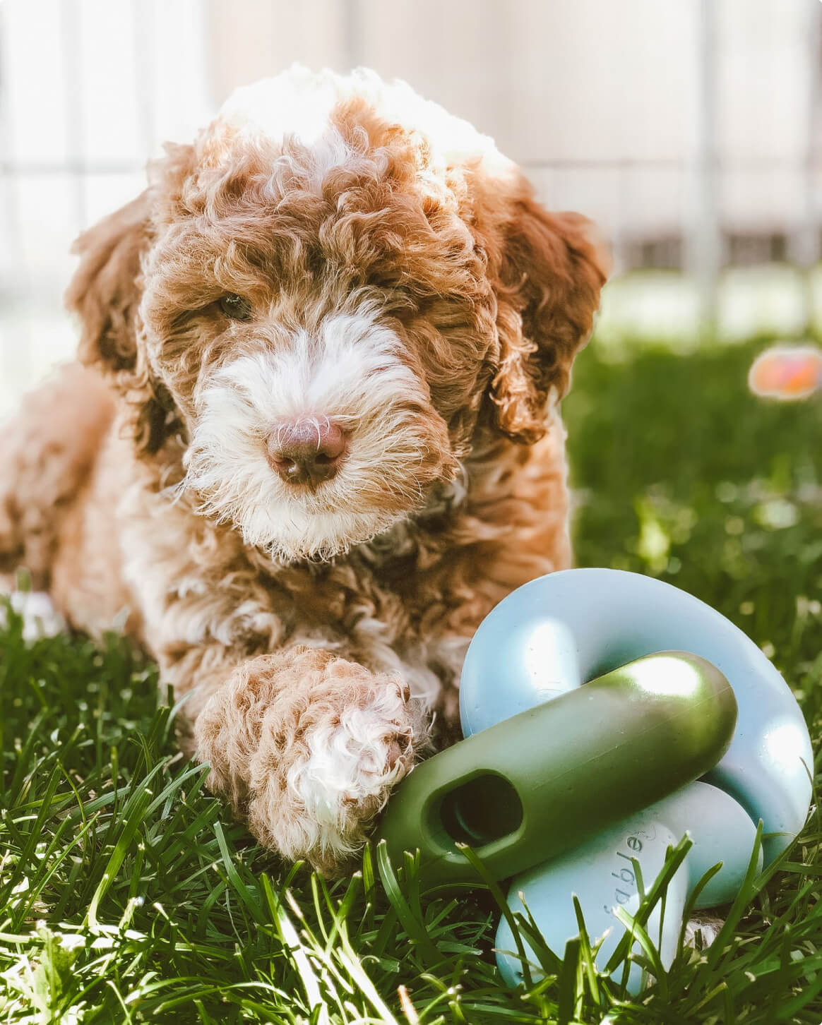 Interactive Treat Dispensing Dog Toy