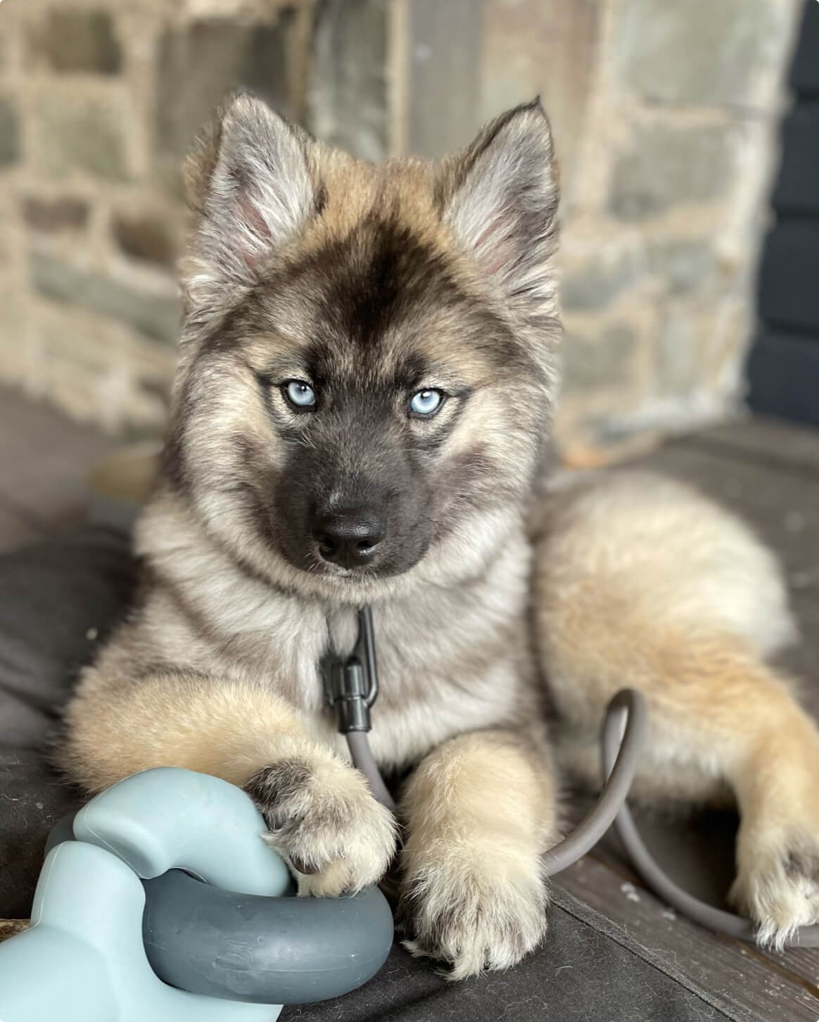 Interactive Treat Dispensing Dog Toy