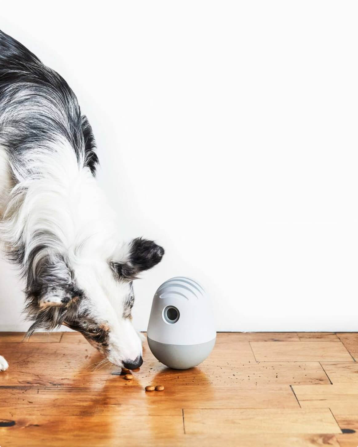 Interactive Dog Treat Puzzle Toy