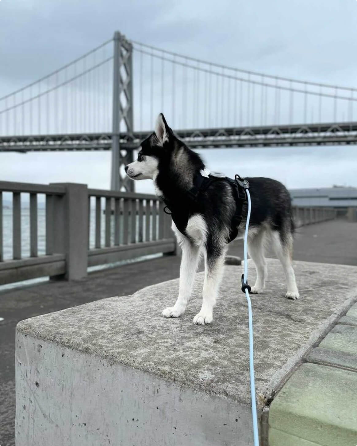 Hands-Free Dog Leash – Walk, Run & Go Anywhere