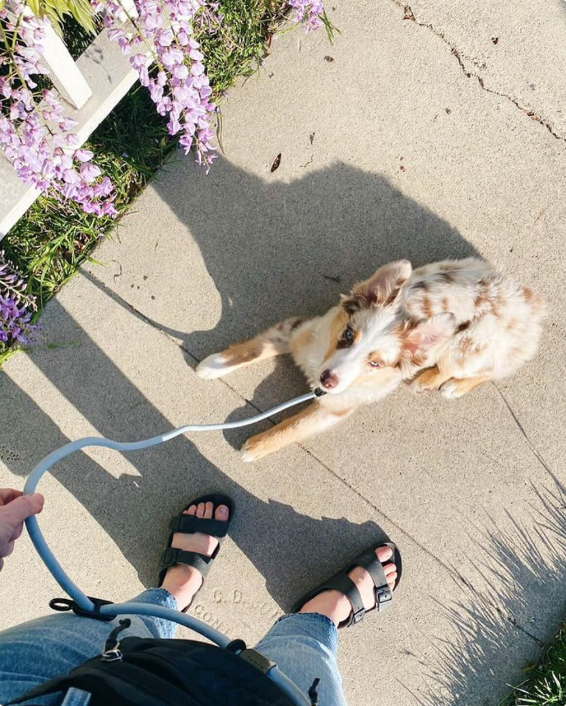 Hands-Free Dog Leash – Walk, Run & Go Anywhere