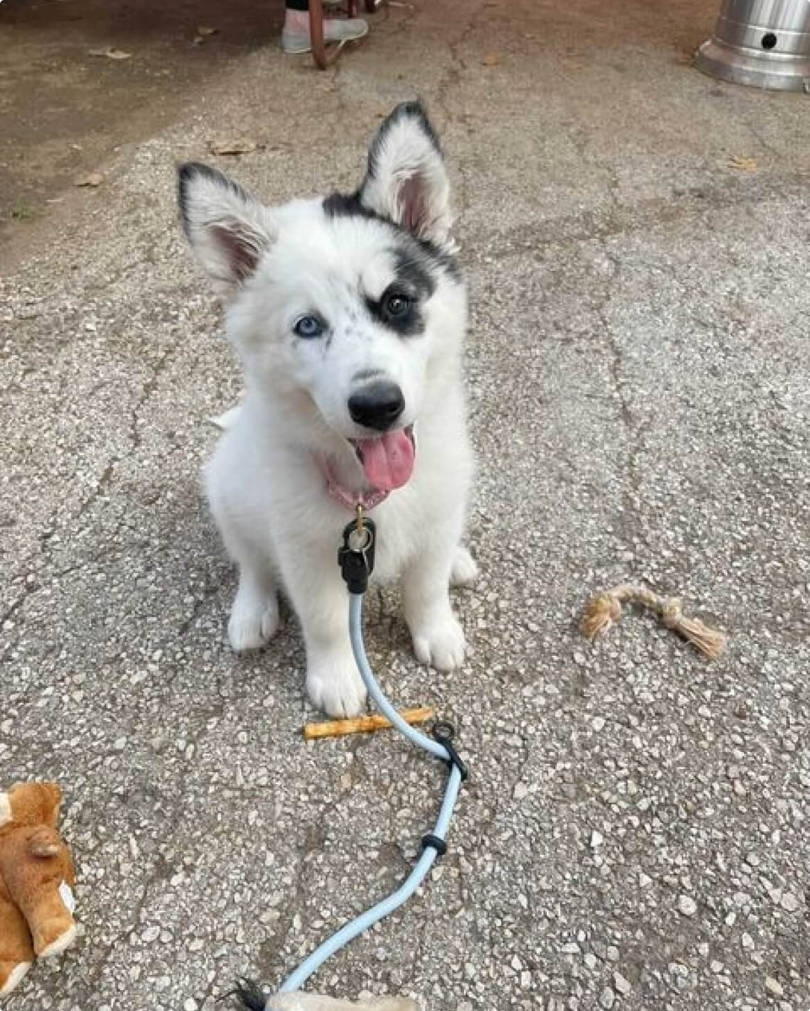 Hands-Free Dog Leash – Walk, Run & Go Anywhere