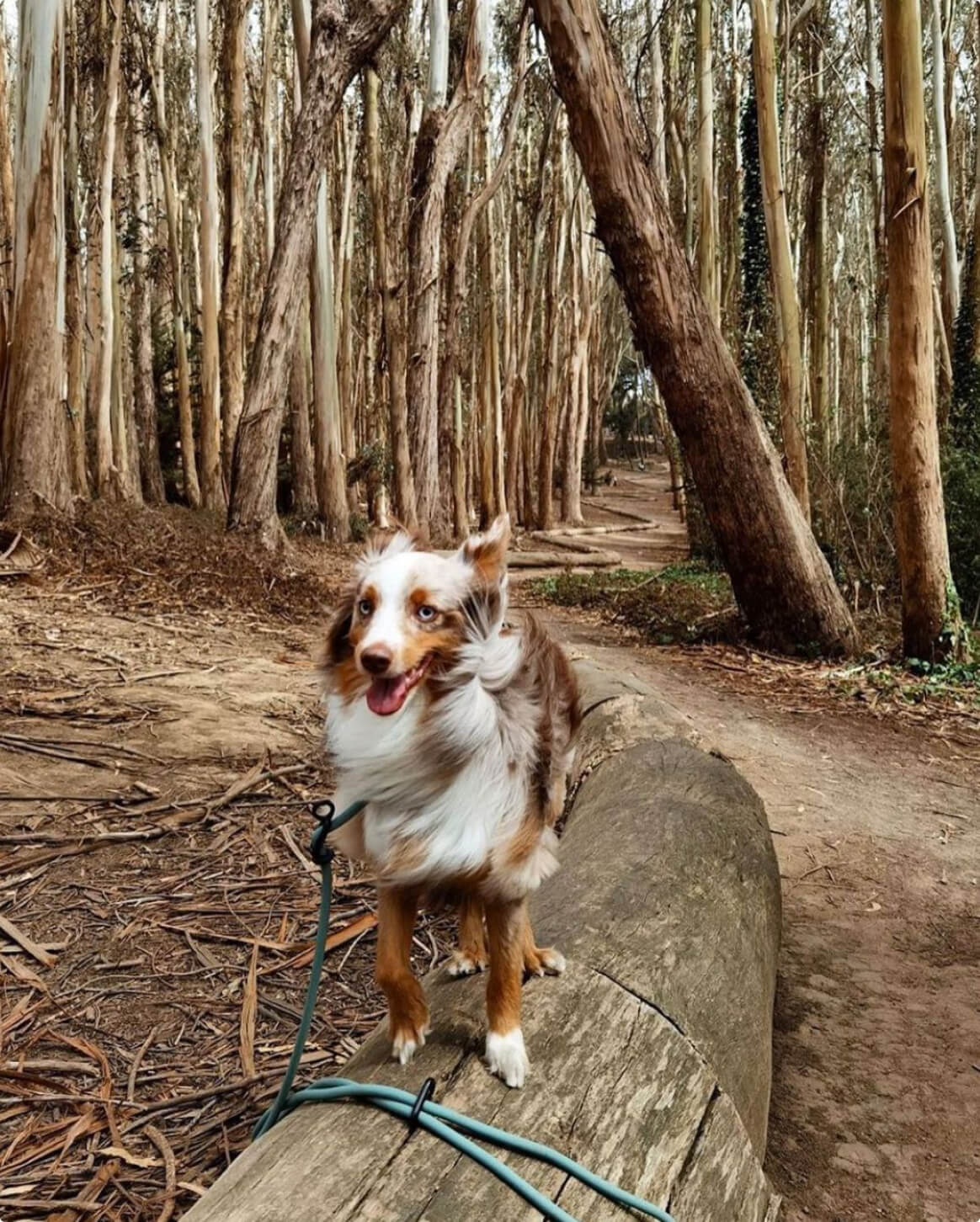Hands-Free Dog Leash – Walk, Run & Go Anywhere