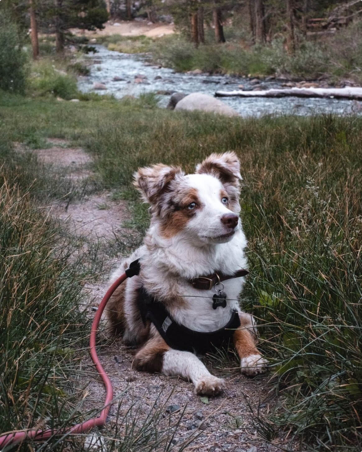 Hands-Free Dog Leash – Walk, Run & Go Anywhere
